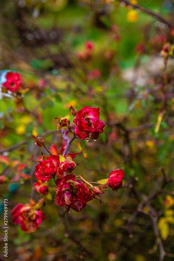 red flowers in garden