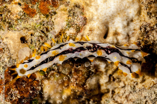 Juvenile Sea cucumbers are echinoderms from the class Holothuroidea photo