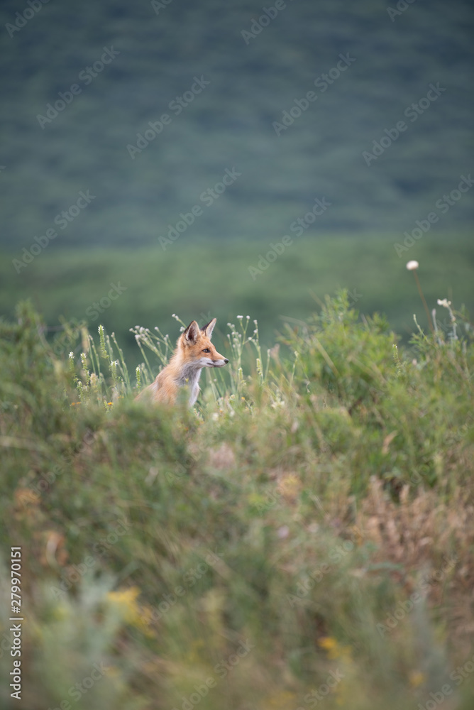 young fox in the forest in the green grass young fox in the forest in the green grass