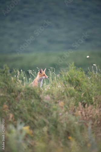 Fototapeta Naklejka Na Ścianę i Meble -  young fox in the forest in the green grass