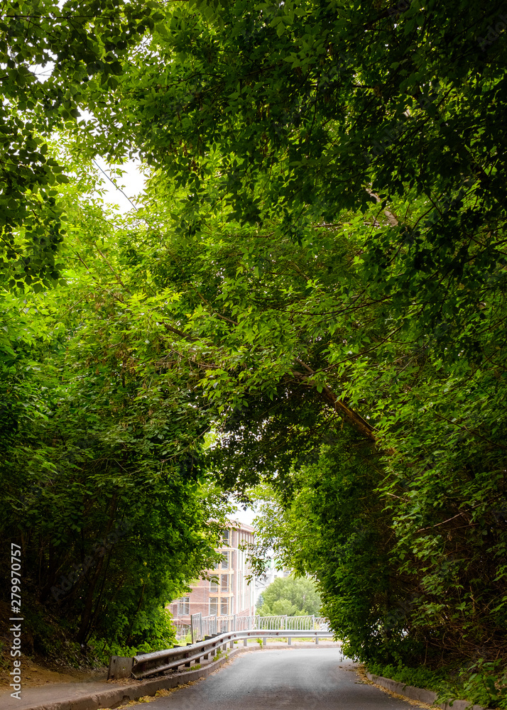 Fototapeta premium Beautiful spreading crowns of trees in a city green park or square. Footpath in the park. The concept of a healthy lifestyle 