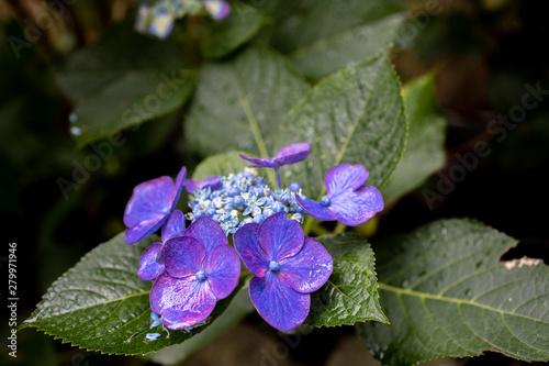 Wallpaper Mural 青い紫陽花 Torontodigital.ca