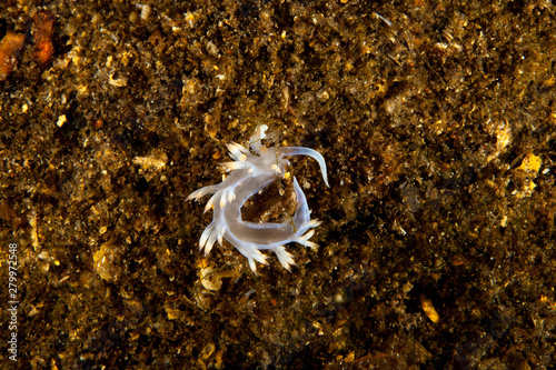 Nudibranch, Sea Slug photo