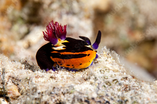 Nembrotha megalocera is a species of colourful sea slug, a dorid nudibranch, a marine gastropod mollusk in the family Polyceridae photo