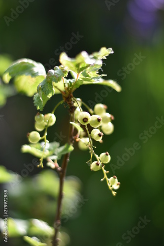 Unreife Johannisbeeren (Ribes) © summersum