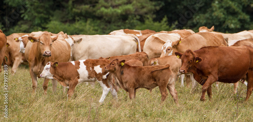 Herde brauner Milchk  he mit K  lbern auf der Weide in Th  ringen als Teil biologischer Landwirtschaft