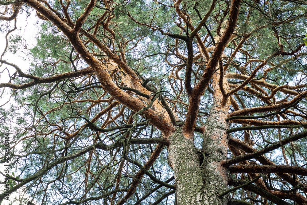 Obraz premium A pine is a conifer in the genus Pinus of the family Pinaceae.
