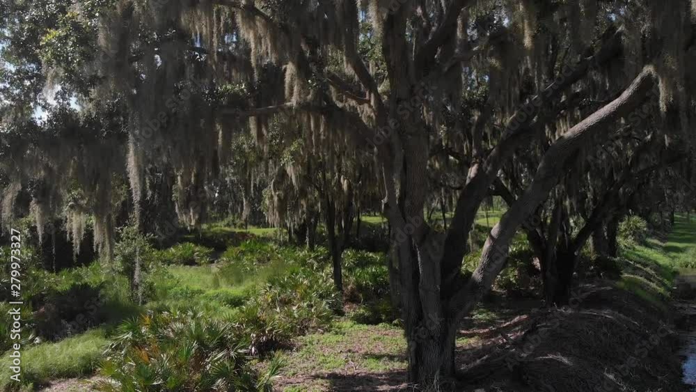 Downward drone aerial from mid-tree showing massive Spanish moss growth. The quintessential Southern live oak Downward drone aerial from mid-tree showing massive Spanish moss growth. The quintessential Southern live oak