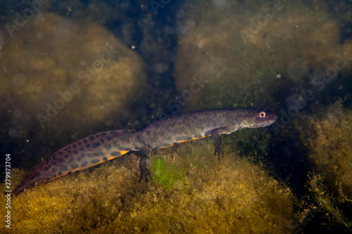A newt is a salamander in the subfamily Pleurodelinae