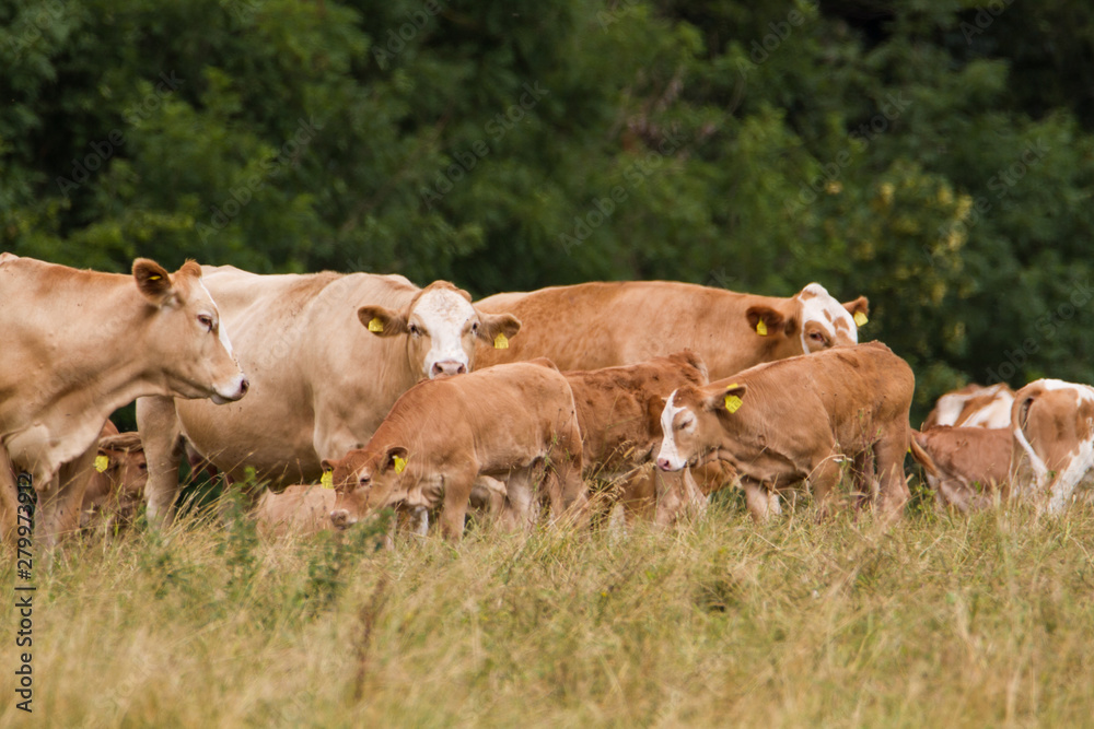 Herde brauner Milchkühe mit Kälbern auf der Weide in Thüringen als Teil biologischer Landwirtschaft