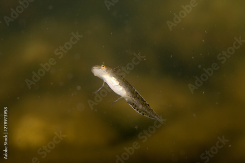 Newt, Young larva
