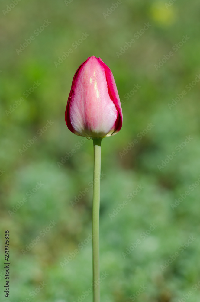 lonely slim closed pink tulip on a green background