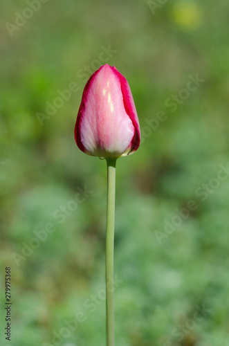 lonely slim closed pink tulip on a green background