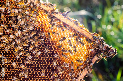 honey bees on honeycomb in apiary in summertime 