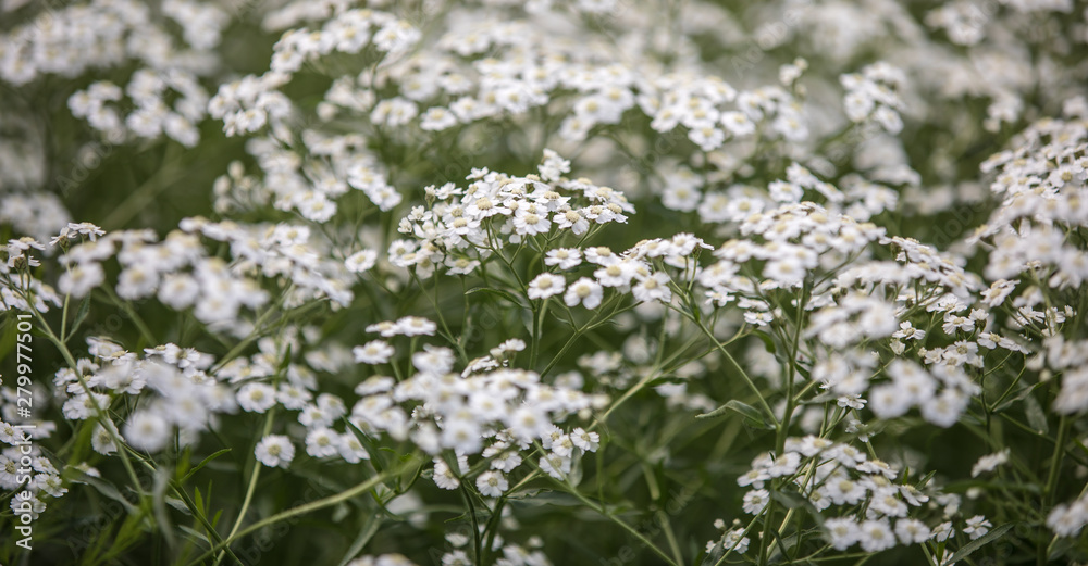 white flowers of a tree in spring