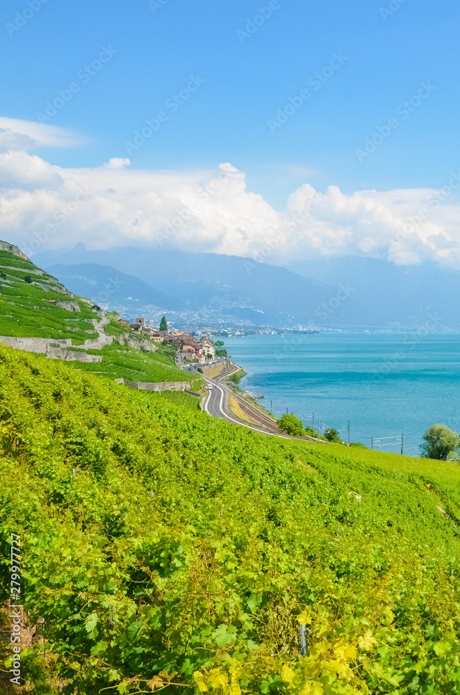 Stunning terraced vineyards on hills by Geneva Lake, Switzerland. Famous Lavaux wine region, UNESCO Heritage. Green vineyard on hills. Switzerland landscape, Swiss summer. Scenic view. Winemaking