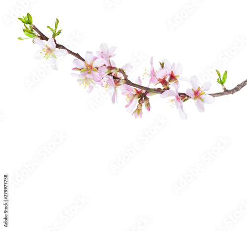 Flowering branch of Almond isolated on white background.