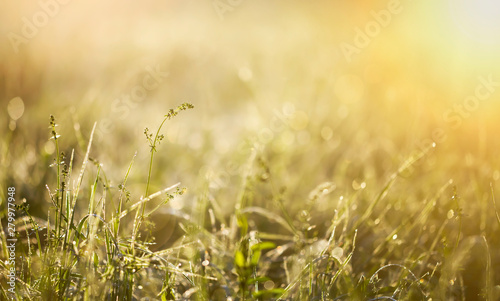 Beautiful green grass in a summer dew, nature banner background