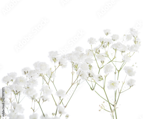 Gypsophila isolated on white background. Shallow depth of field. Selective focus
