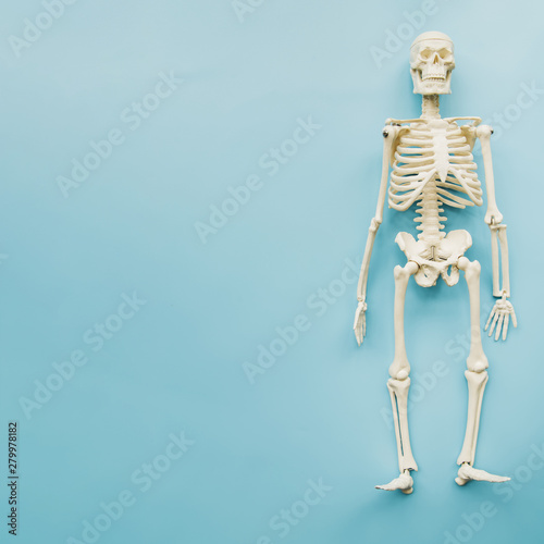 Top view skeleton