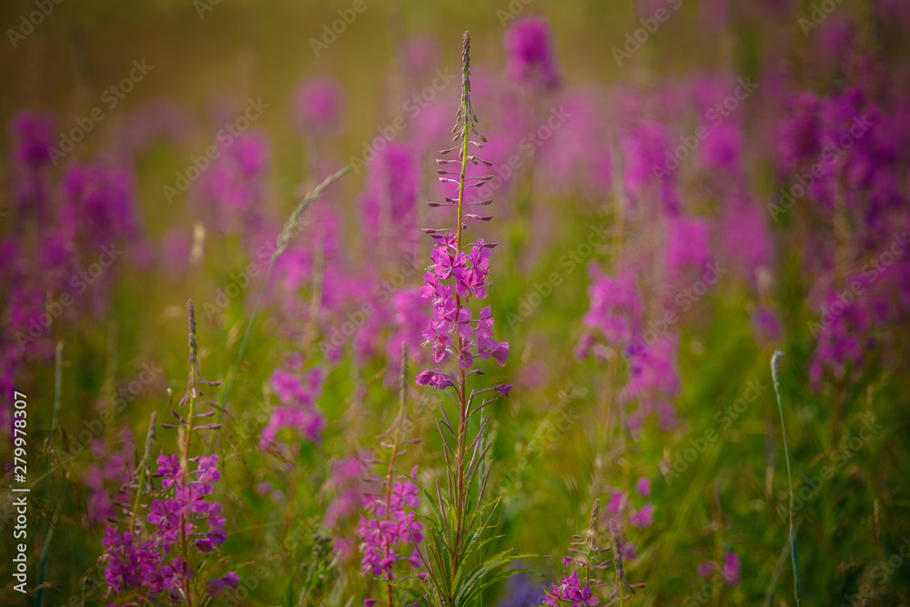 Fototapeta premium field of purple flowers