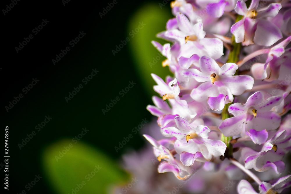Fototapeta premium pink flowers in garden