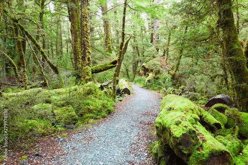 Pathway through rainforest , Fiordland National Park, South Island,  New Zealand photo