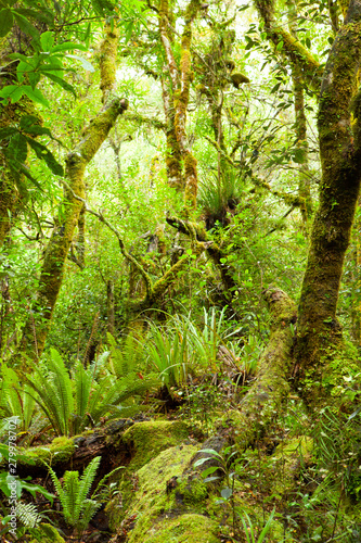 Dense thicket in the temperate rainforest   Te Urewera National Park  North Island  New Zealand