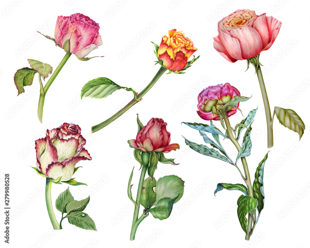 Set of watercolor illustrations depicting delicate roses and peonies