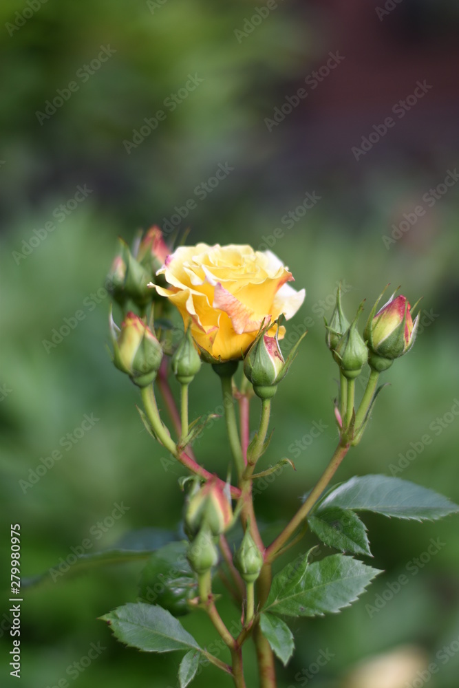 Gelbe Rosenblüte und Knospen
