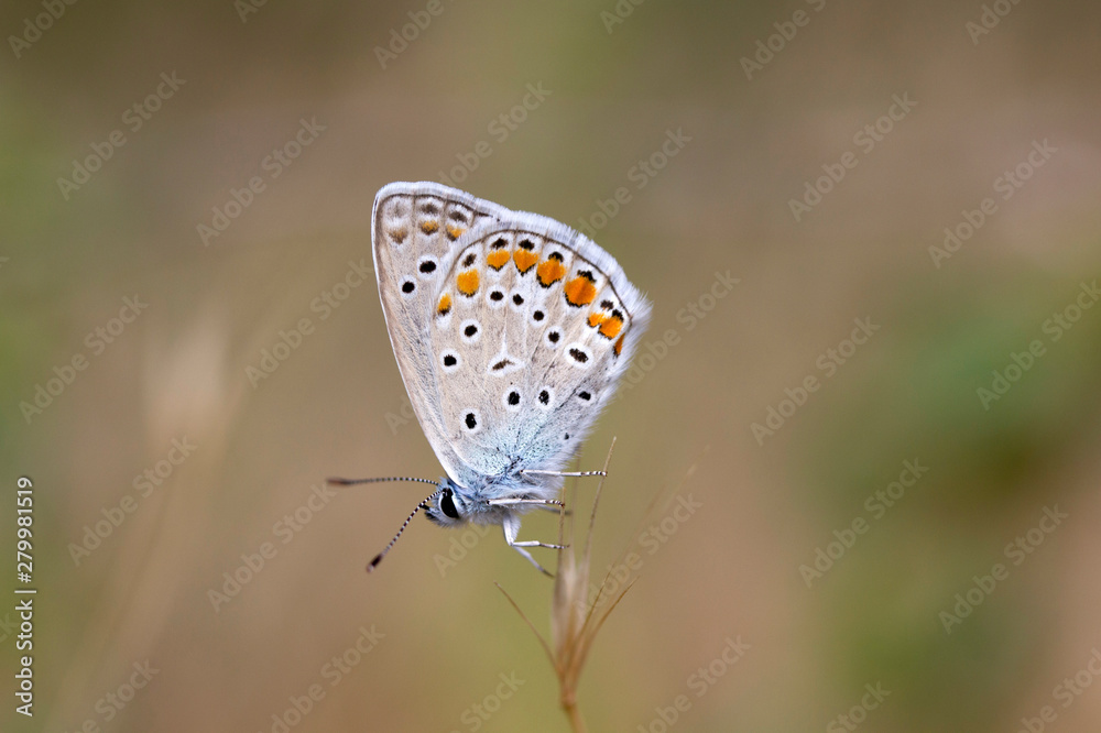 custom made wallpaper toronto digitalThe common blue butterfly ( Polyommatus icarus )