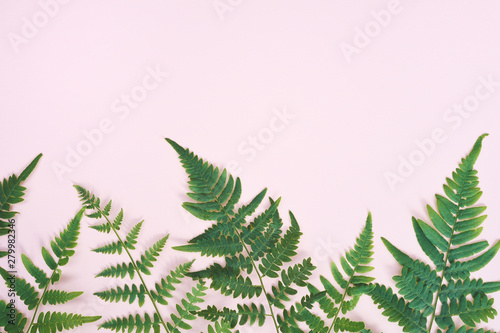 Exotic natural fern leaf on pastel pink background  nature background with place for your text