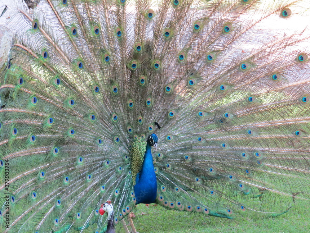 Obraz premium A beautiful peacock 