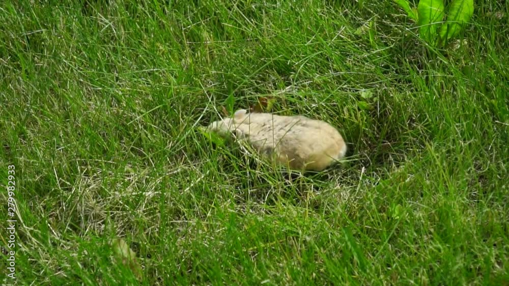 Cute hamster running around fresh green grass. Cute hamster running around fresh green grass.