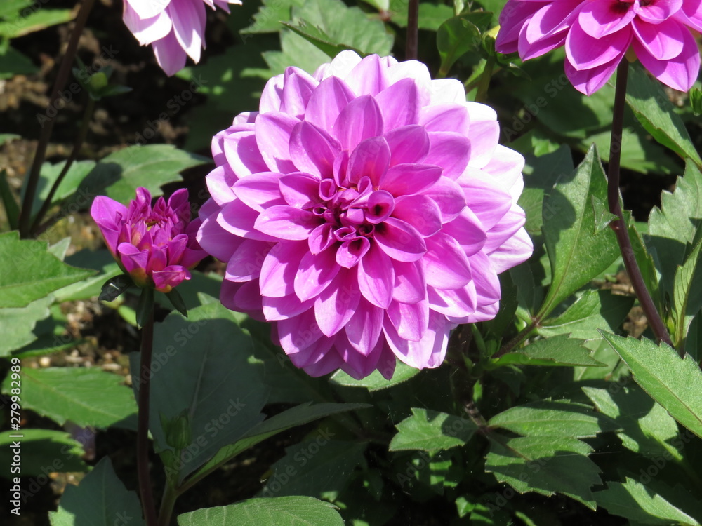 pink flower in the garden pink flower in the garden