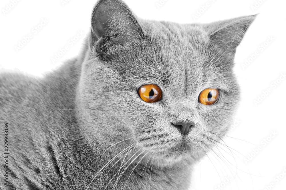 Gray British hunter cat with amber eyes close-up