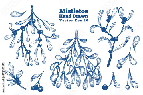 Mistletoe hand drawn branches vector illustrations set. Retro style botanical illustrations