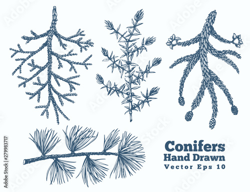Conifers hand drawn branches vector illustrations set. Vintage style