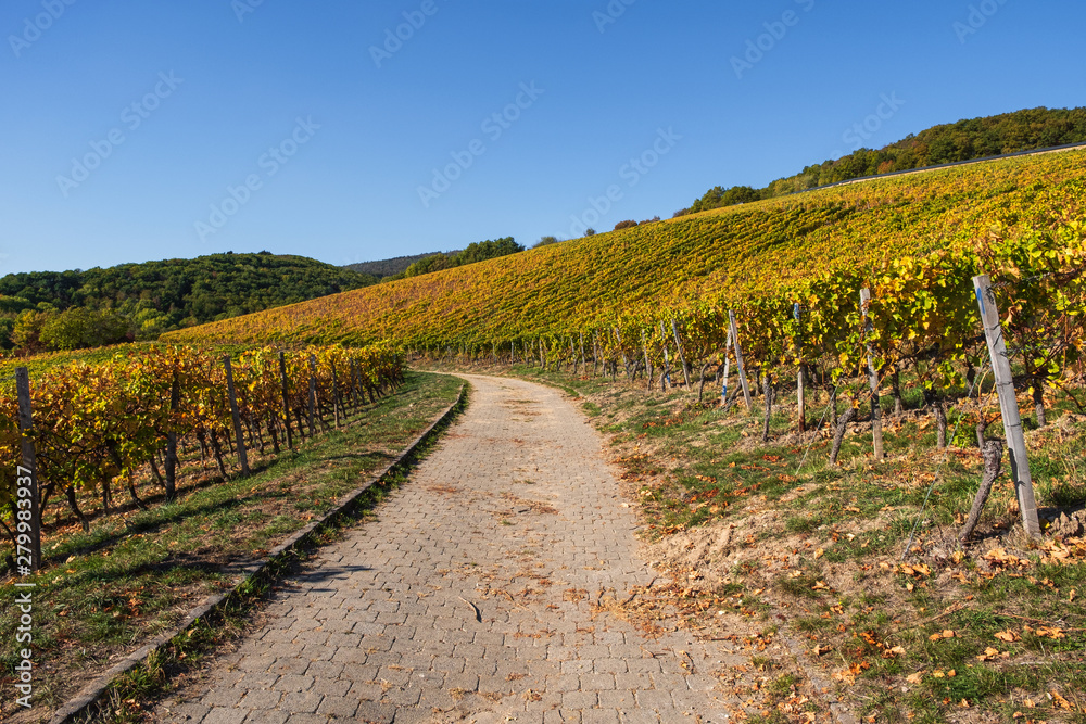 In den Weinbergen bei Eltville/Deutschland im Herbst