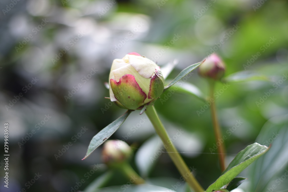 Pfingstrose (Paeonia) - Knospen Pfingstrose (Paeonia) - Knospen