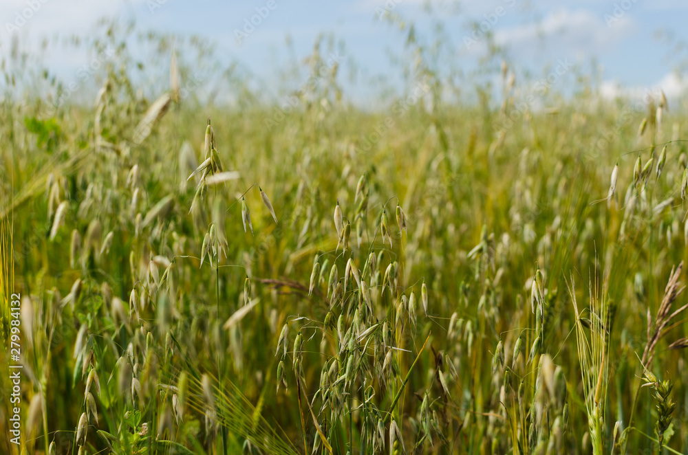 rye field in summer sunny day
