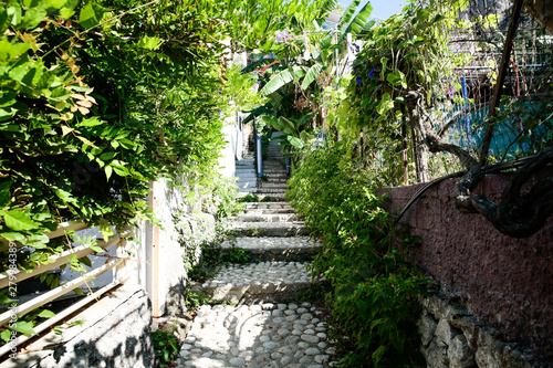 A beautiful rocky pathway with green trees and plants