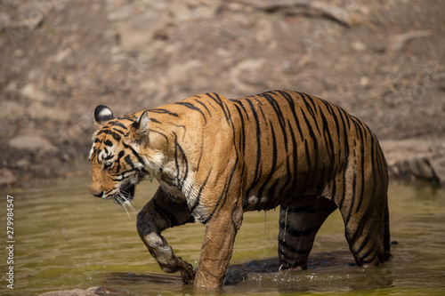 Royal bengal female tiger resting near water body of the jungle. Animal in forest stream near rock and hills. Wild cat in natural habitat at ranthambore national park, Rajasthan, india, asia	