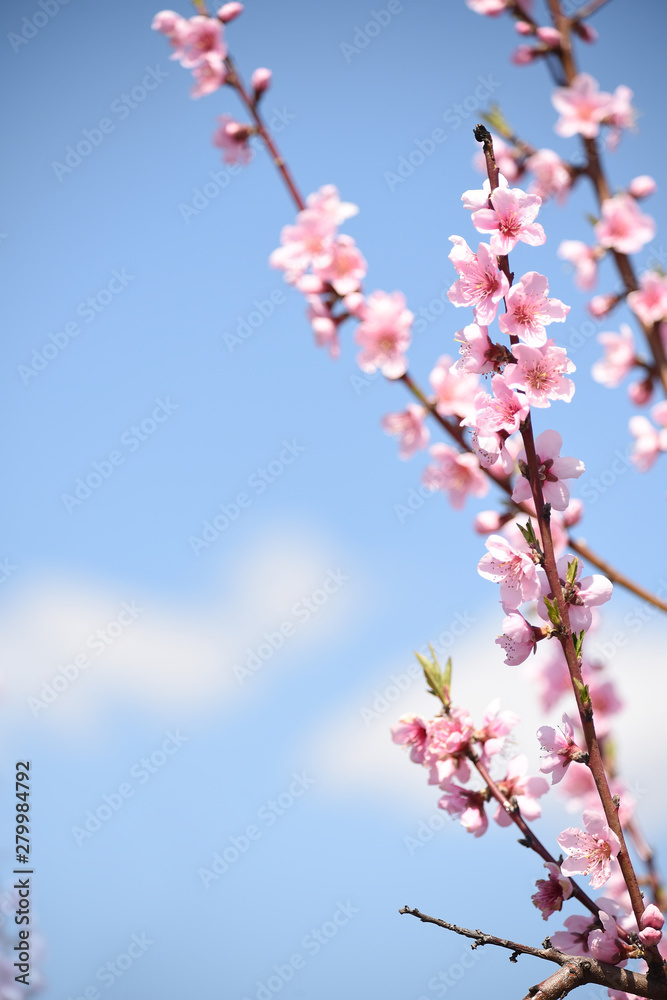 Delicate bloom pink peach flowers. Delicate bloom pink peach flowers.