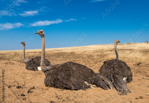 Tres avestruces descansan en medio del campo photo