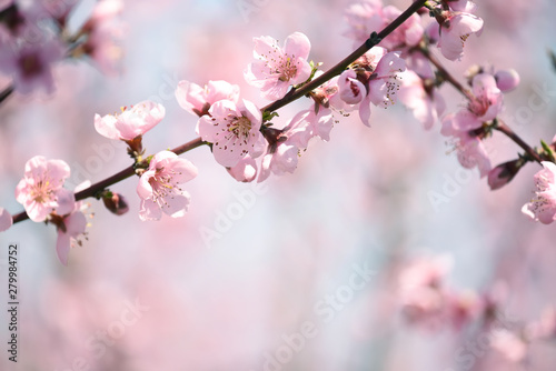 Delicate bloom pink peach flowers.