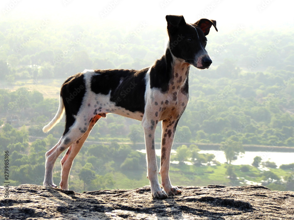 perro en las alturas