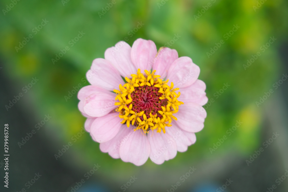 Fototapeta premium あじさい、花