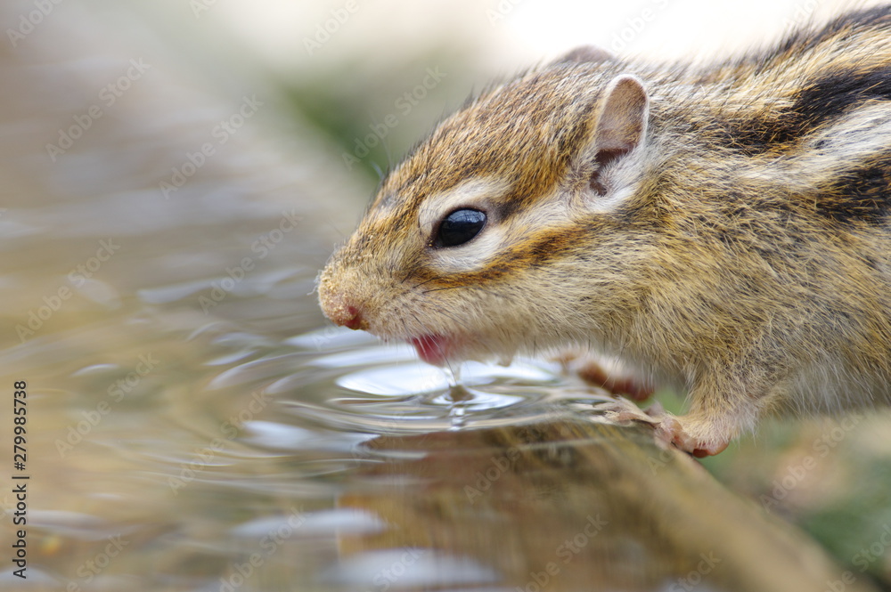 Obraz premium 水を飲むシマリス