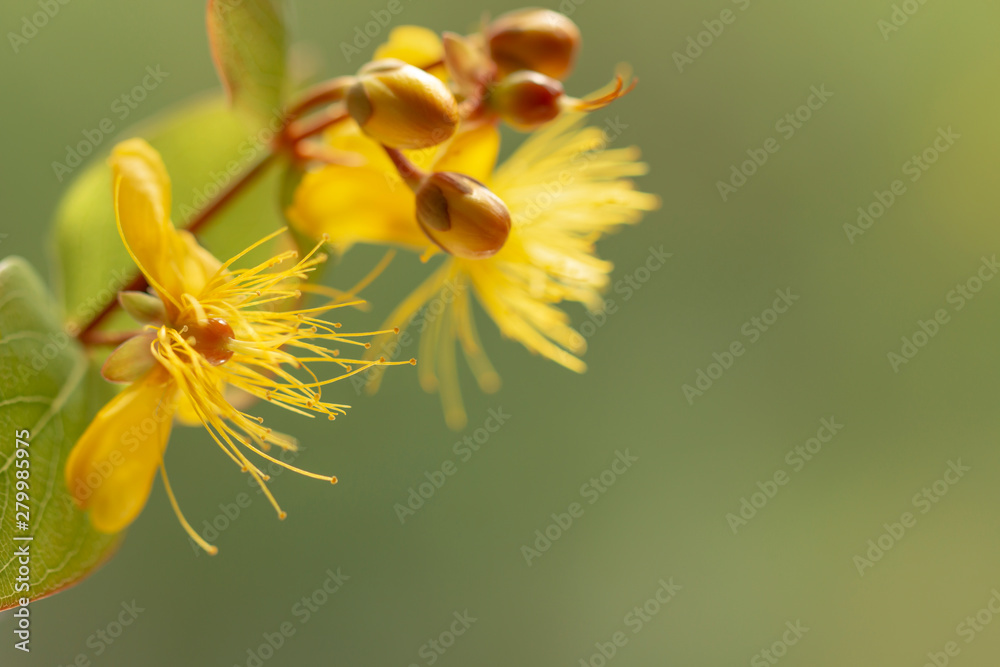 Zarte gelbe Blumen - Johanniskraut ( Hypericum ) Stock Photo | Adobe Stock